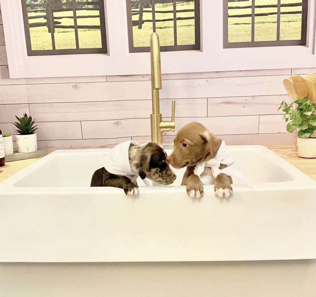 two puppies in a fireclay sink